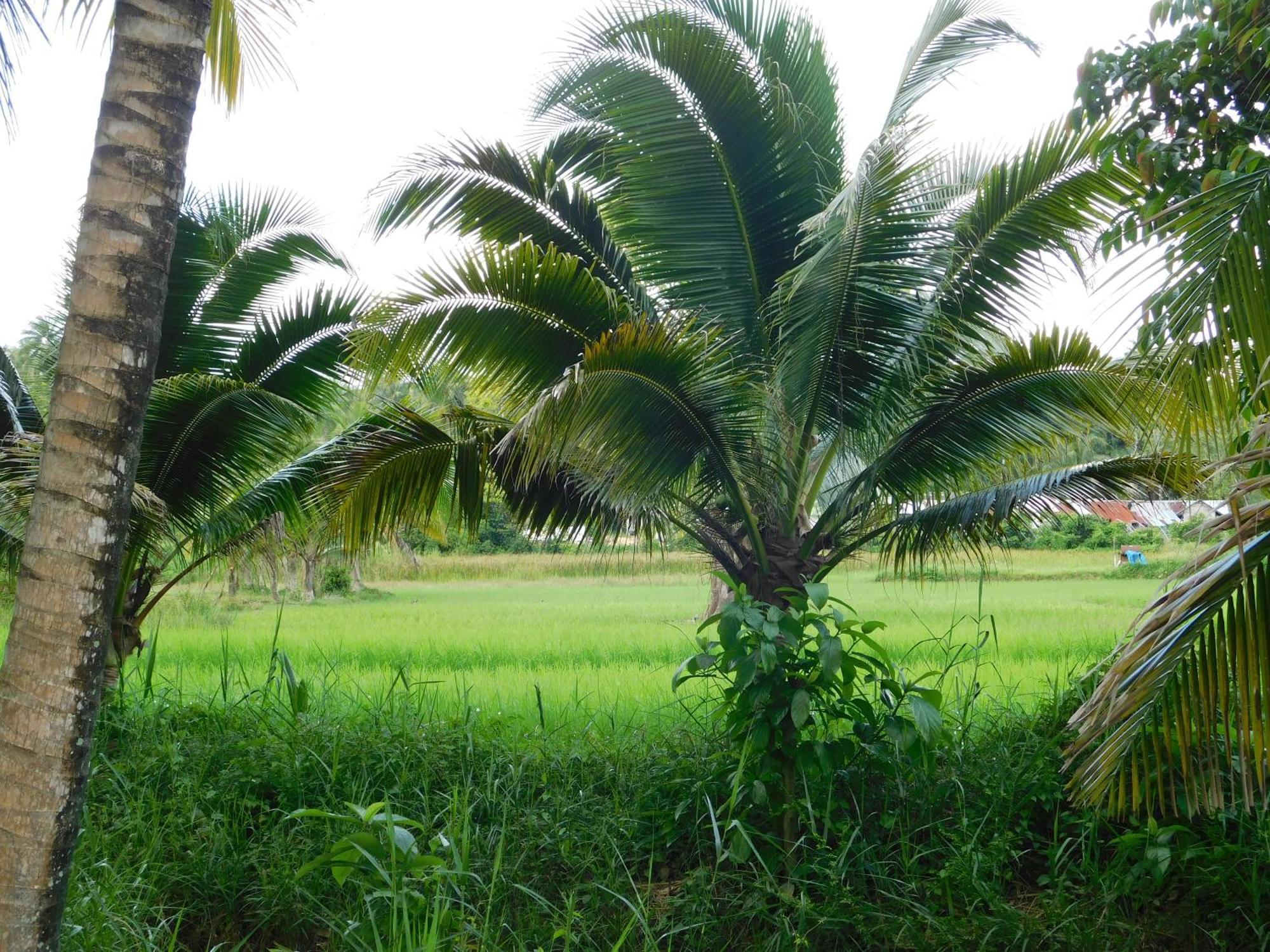 Swiss Bonihouse Koh Yao Yai Ban Pru Nai Exterior foto